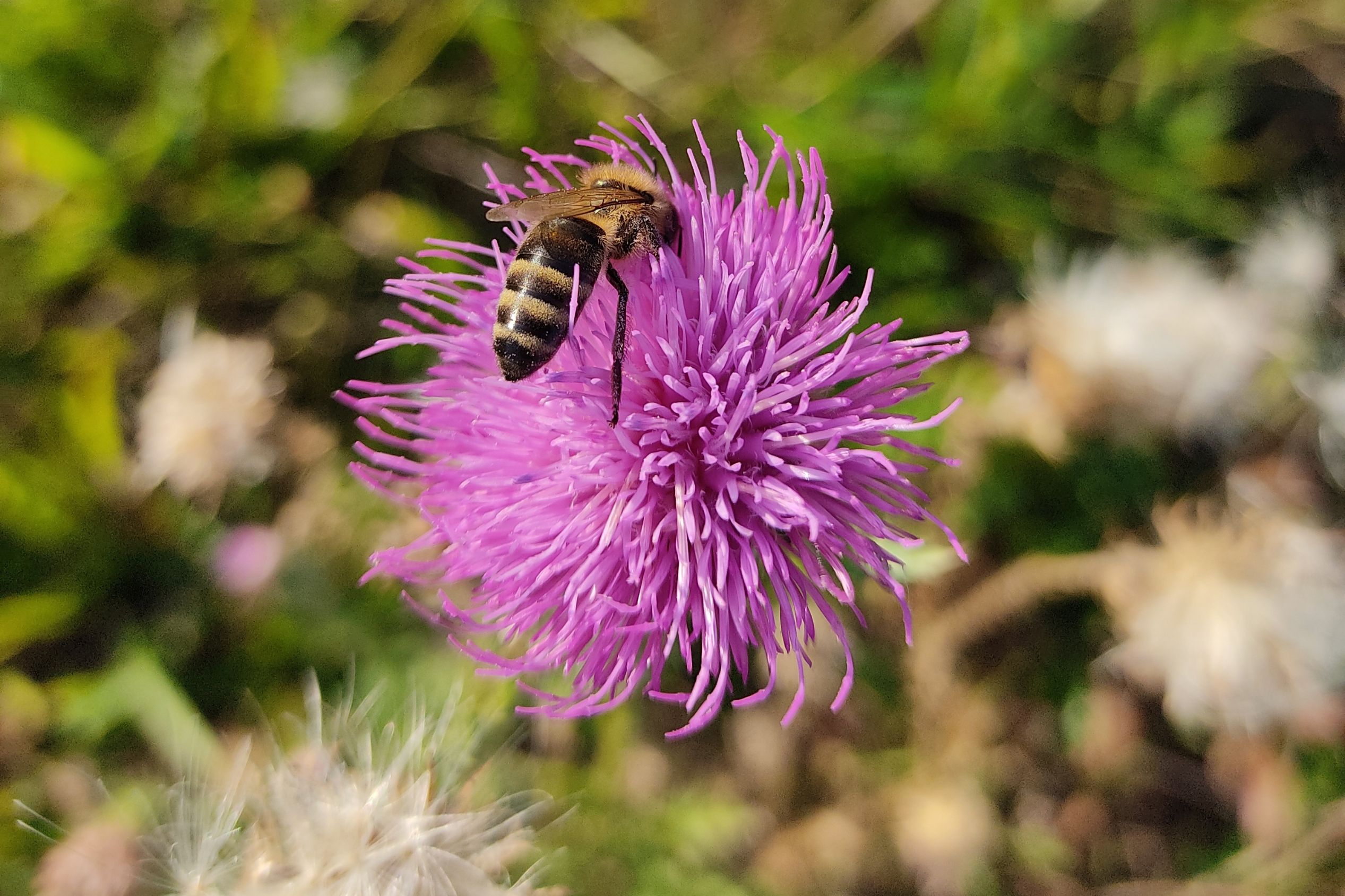 Eine Wespe sitzt auf einer Blume. ©Meine Blumenwiese_JenniferKraus