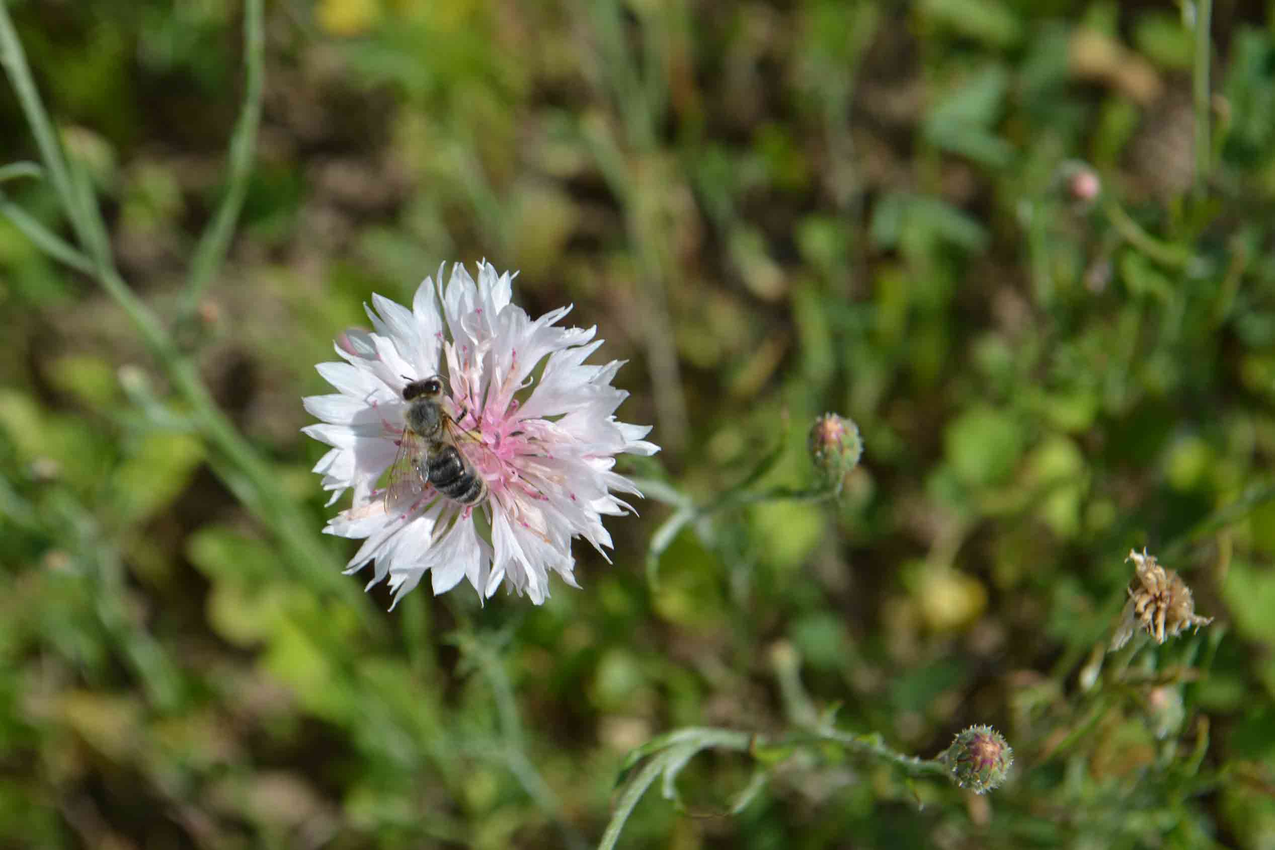 Wir waren zu Besuch bei Jenny Kraus von Meine Blumenwiese und haben uns die wunderschönen Wiesen angeschaut. Bild 3