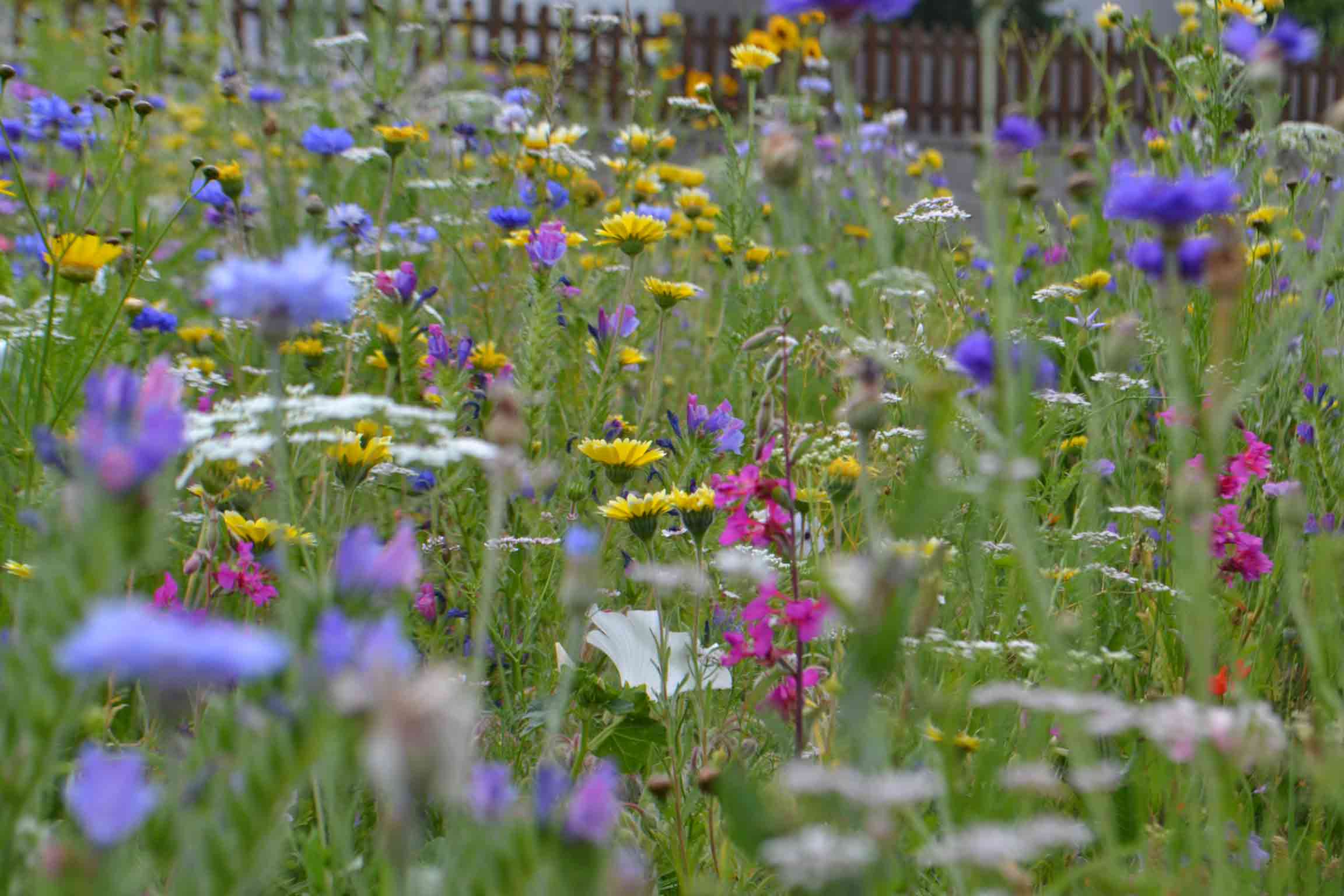 Wir waren zu Besuch bei Jenny Kraus von Meine Blumenwiese und haben uns die wunderschönen Wiesen angeschaut. Bild 5