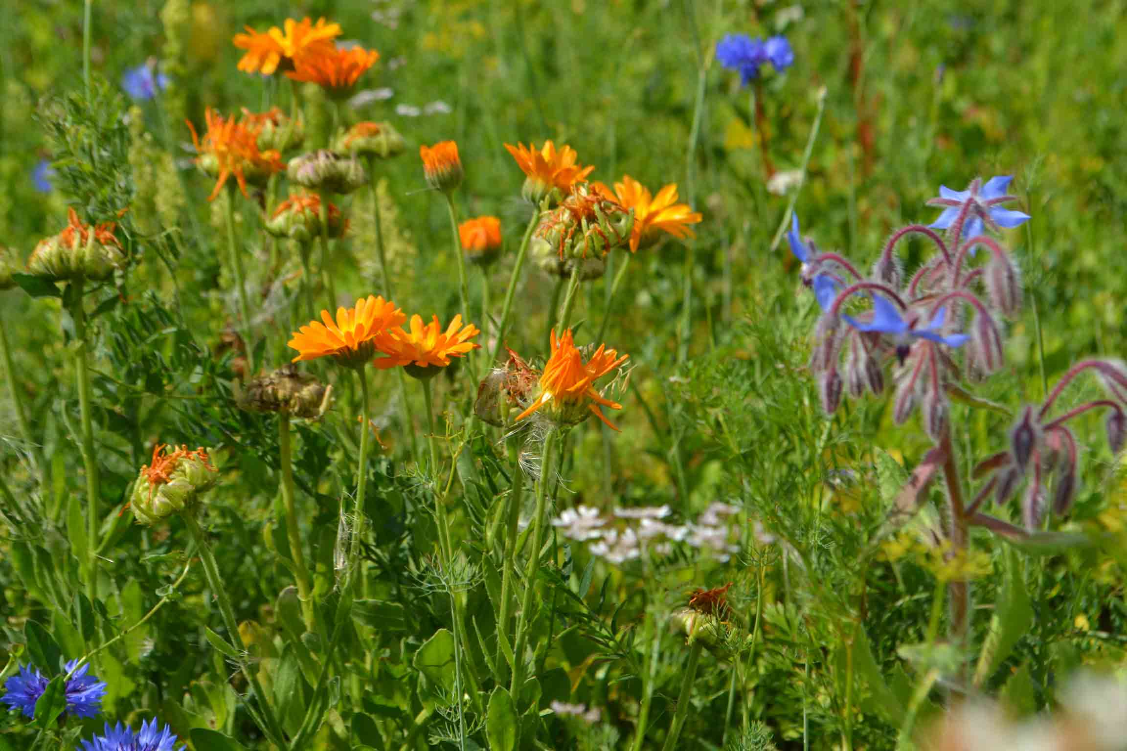 Wir waren zu Besuch bei Jenny Kraus von Meine Blumenwiese und haben uns die wunderschönen Wiesen angeschaut. Bild 4