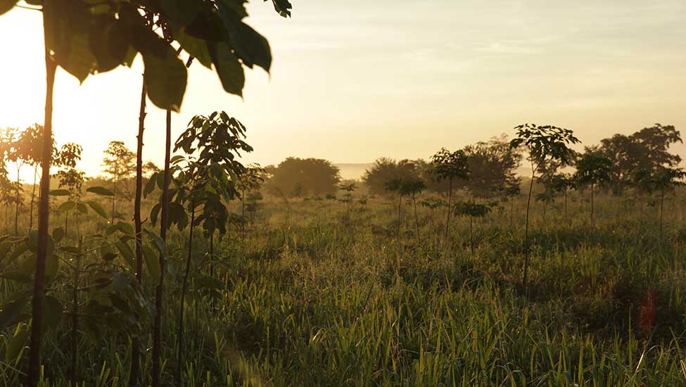 Der MAXENERGY-Wald auf der Halbinsel Yucatán Bäume pflanzen und grünen Strom und Gas beziehen im MAX Klima