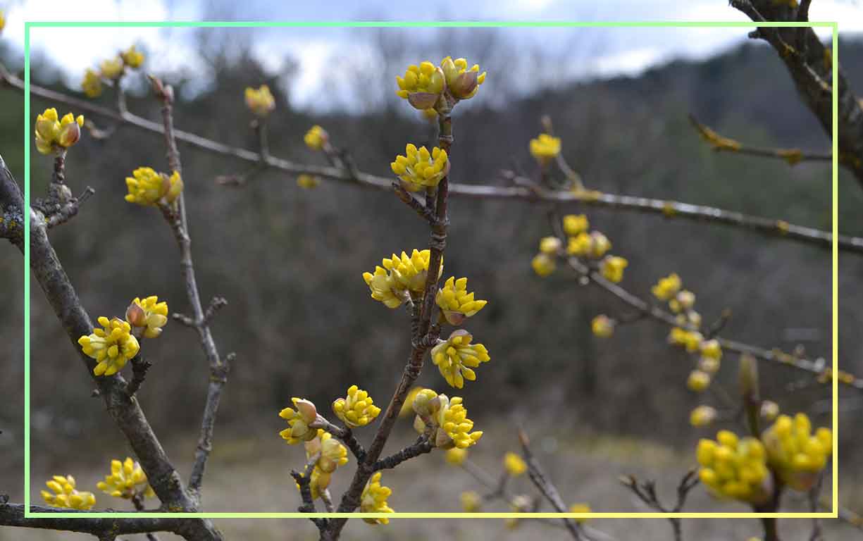 Erste Knospen an den Bäumen