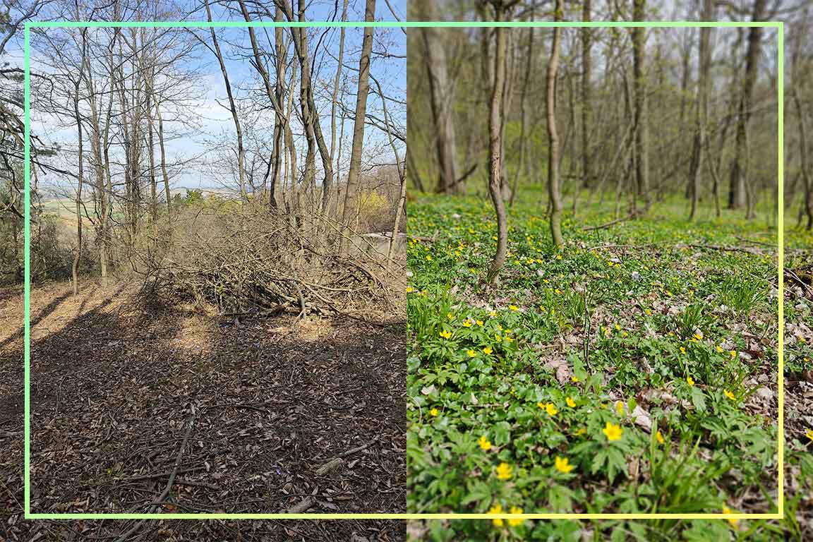 Vorher-Nachher-Bild an einer von Meine Blumenwiese bepflanzten Stelle