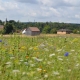 Bilder von einer Wiese von Meine Blumenwiese. Ganz einfach Artenvielfalt in Deiner Region fördern im MAX Heimat Tarif.