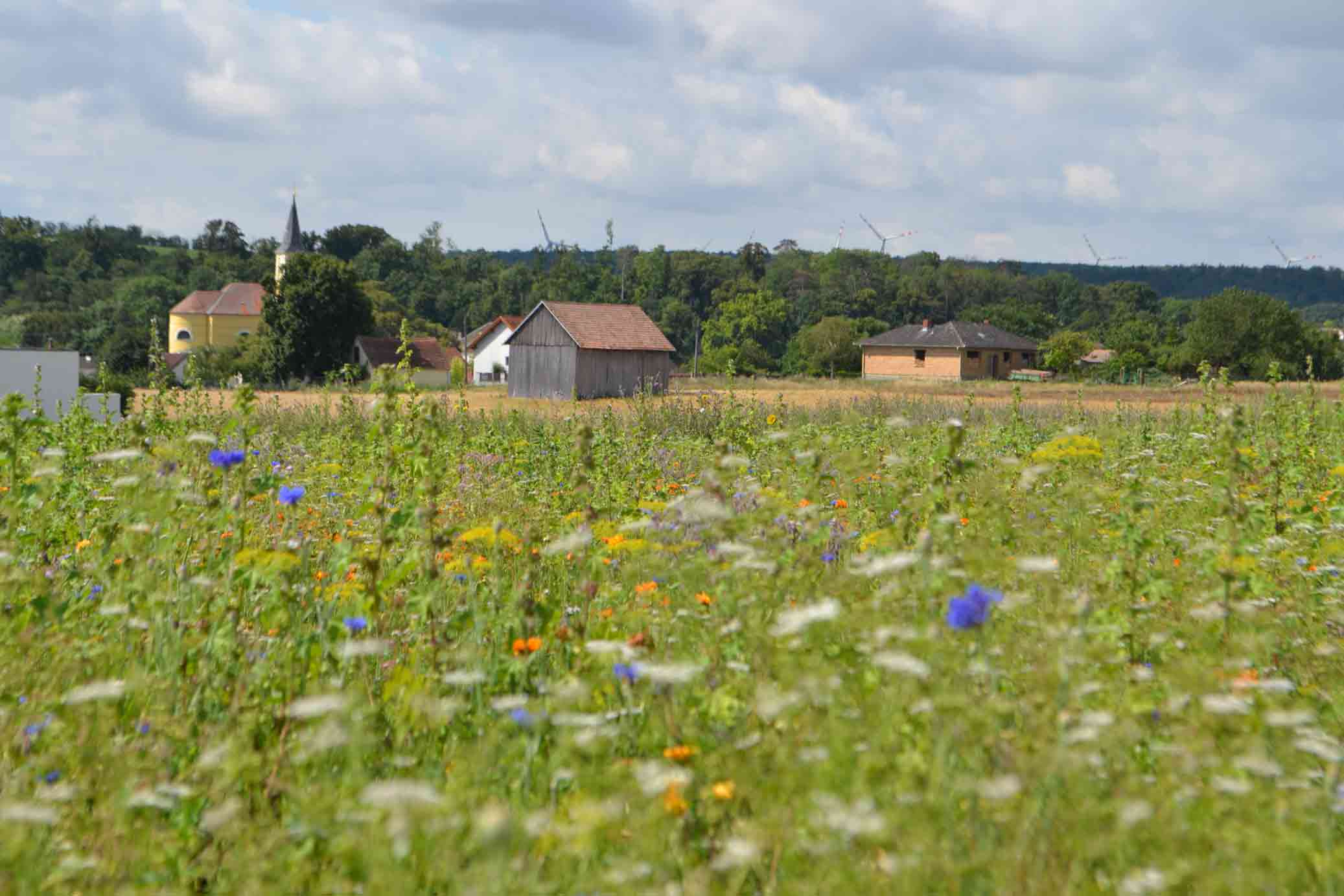 Bilder von einer Wiese von Meine Blumenwiese. Ganz einfach Artenvielfalt in Deiner Region fördern im MAX Heimat Tarif.