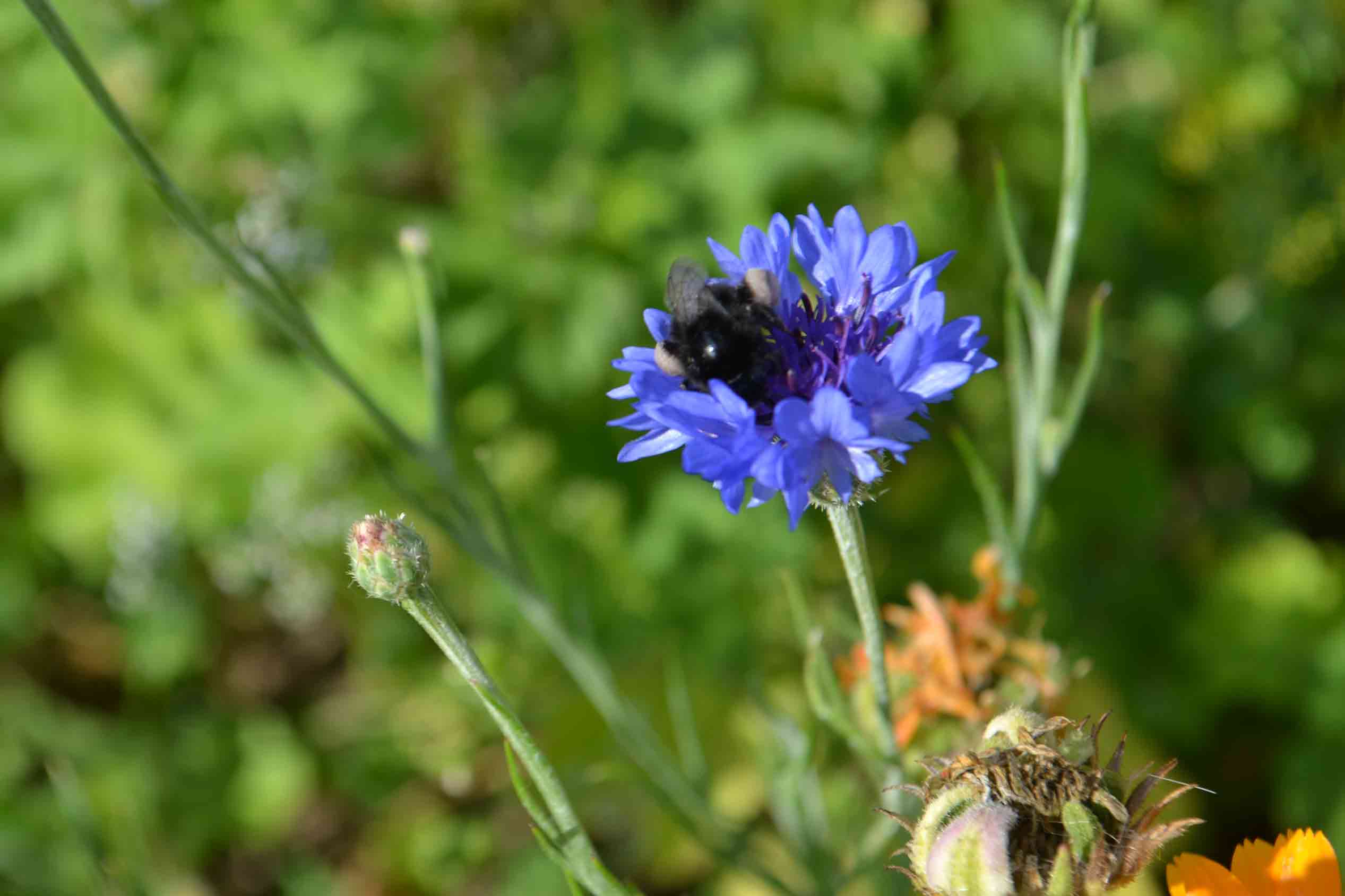 Bilder von einer Wiee von Meine Blumenwiese