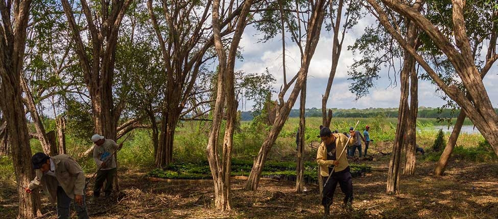 Arbeiter vor Ort pflanzen die MAXENERGY-Bäume auf der Plant-for-the-Planet Plantage