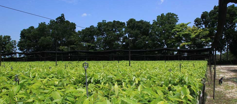 Baum-Setzlinge werden für die Aussaat vorbereitet und sorgen dann für ein besseres Klima