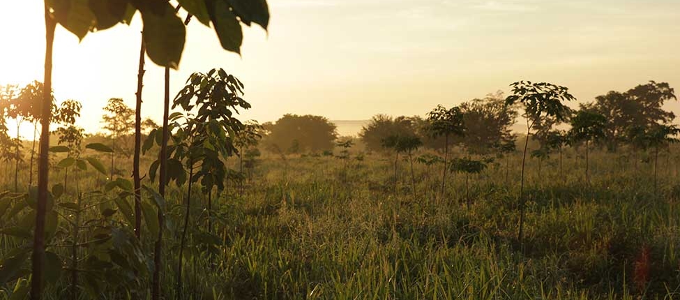 Die Baum-Plantage von Plant-for-the-Planet auf der Yucatán-Halbinsel am Abend