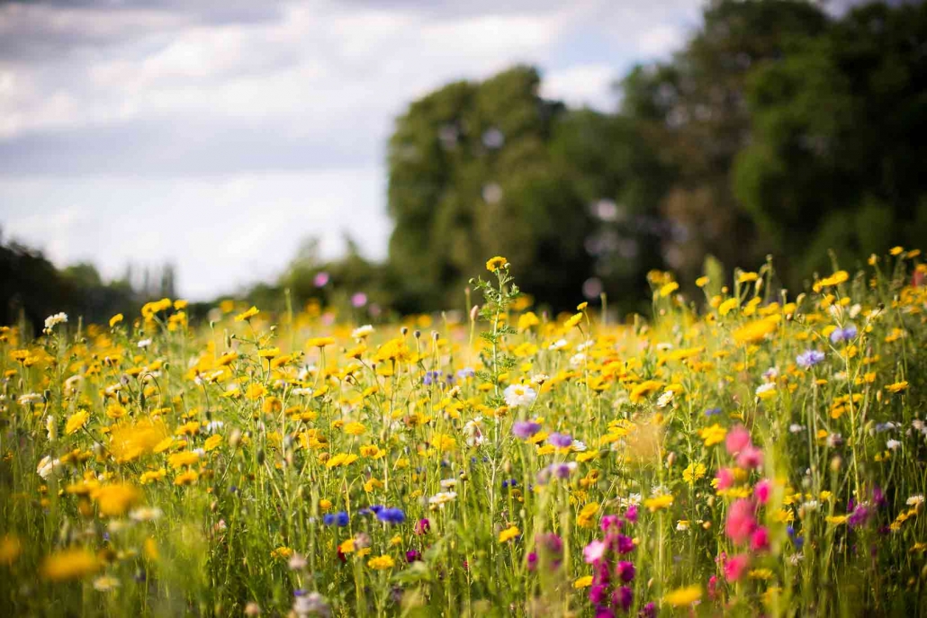 Blumenwiese mit vielen buten Blumen im Sonnenschein. Jetzt mit MAX Heimat -Tarif monatlich Blumenwiesen pflanzen
