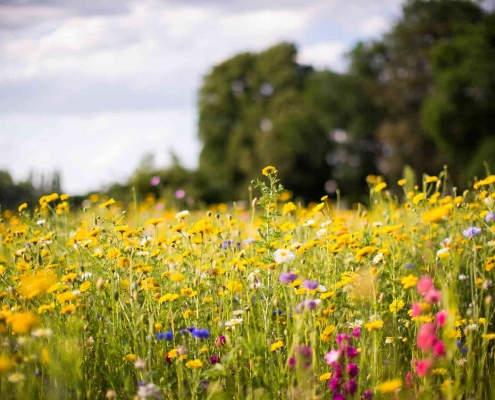 Blumenwiese mit vielen buten Blumen im Sonnenschein. Jetzt mit MAX Heimat -Tarif monatlich Blumenwiesen pflanzen