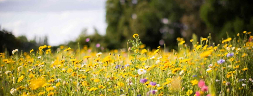 Blumenwiese mit vielen buten Blumen im Sonnenschein. Jetzt mit MAX Heimat -Tarif monatlich Blumenwiesen pflanzen