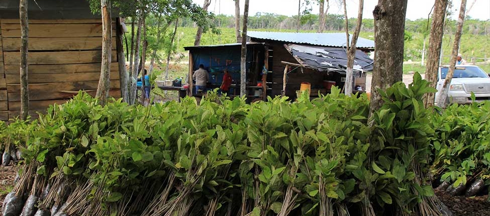 Junge Bäume warten auf die Pflanzung als Bestandteil der Ökostrom-Tarife von MAXENERGY