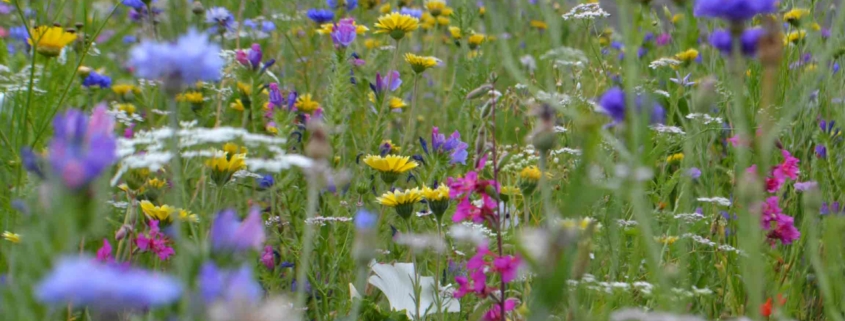 Wir zeigen Dir wie du im Frühling nochmal extra Energie sparen kannst.