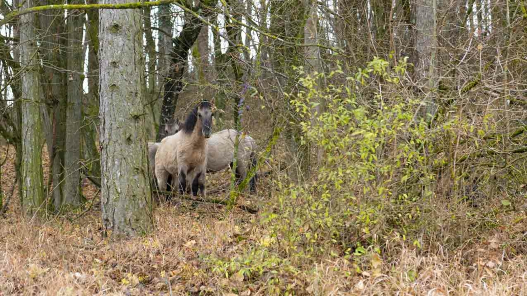 Wildpferde im Naturpark Leiser Berge zum Erhalt der Artenvielfalt.
