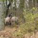 Wildpferde im Naturpark Leiser Berge zum Erhalt der Artenvielfalt.