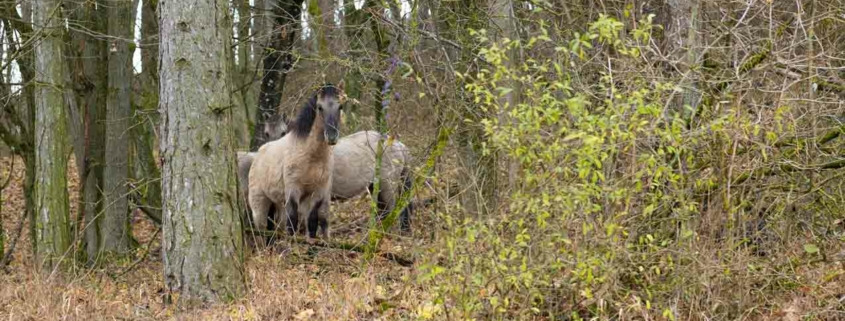 Wildpferde im Naturpark Leiser Berge zum Erhalt der Artenvielfalt.