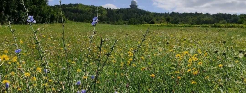 aftig grüne Wiese mit bunten Blüten unter blauem Himmel – Symbol für nachhaltige Energie aus Österreich. Der MAX Heimat Tarif von MAXENERGY steht für regionale, umweltfreundliche Stromversorgung direkt aus der Heimat.