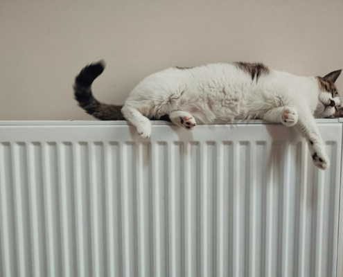 Heizen, Katze auf der Heizung