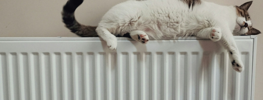 Heizen, Katze auf der Heizung