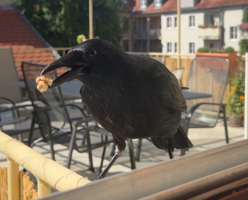 Vogel Krähe mit Nuss im Schnabel