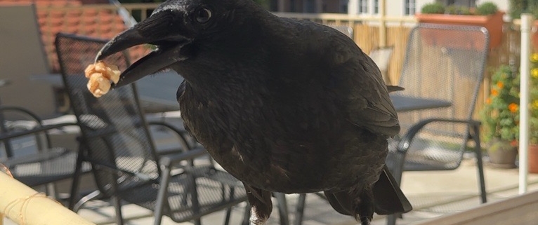 Vogel Krähe mit Nuss im Schnabel