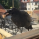 Vogel Krähe mit Nuss im Schnabel