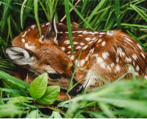 Wildblumenwiesen: die Kinderstuben der Natur