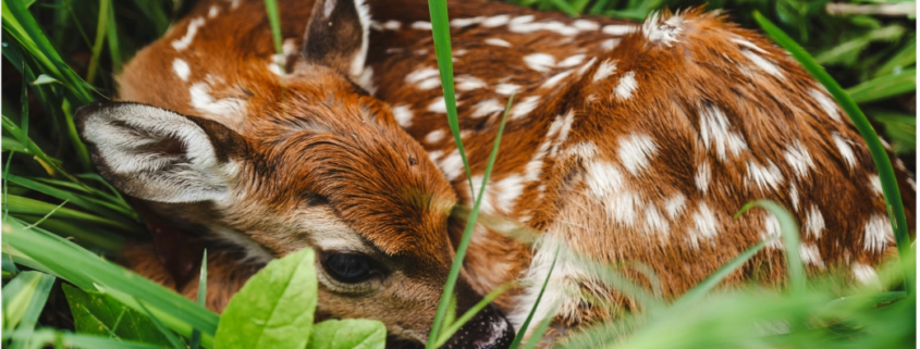 Wildblumenwiesen: die Kinderstuben der Natur