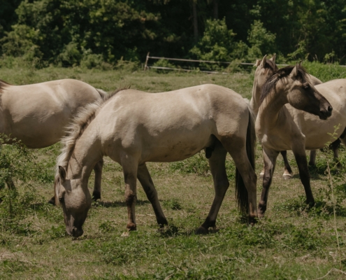 Wild Solutions Park: Wenn Tiere die Landschaft gestalten