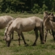 Wild Solutions Park: Wenn Tiere die Landschaft gestalten