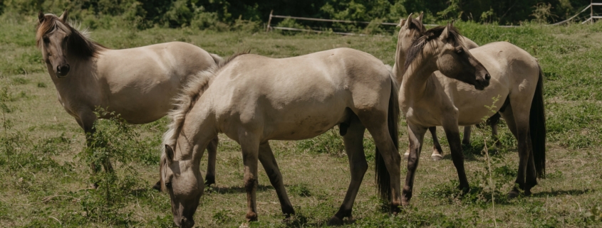 Wild Solutions Park: Wenn Tiere die Landschaft gestalten